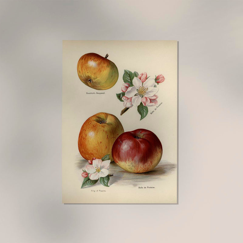 Belle de Pontoise Apples Fruit Poster – Fine Art Paper or Canvas, UV-Archival — Ansicht 2