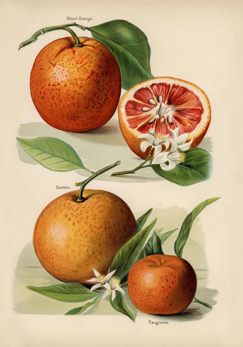 Blood Orange Fruit Poster – Fine Art Print Botanisch Küchenkunst — Ansicht 3