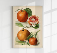 Blood Orange Fruit Poster – Fine Art Print Botanisch Küchenkunst — Ansicht 1