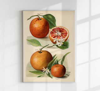 Blood Orange Fruit Poster – Fine Art Print Botanisch Küchenkunst