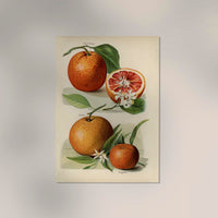 Blood Orange Fruit Poster – Fine Art Print Botanisch Küchenkunst — Ansicht 2