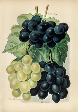 Buckland Sweetwater Grapes – Historischer Fruchtdruck | Fine Art | Canvas