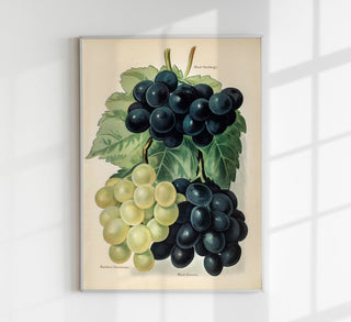 Buckland Sweetwater Grapes – Historischer Fruchtdruck | Fine Art | Canvas