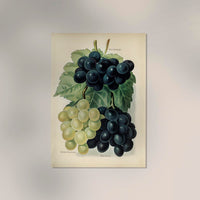 Buckland Sweetwater Grapes – Historischer Fruchtdruck Fine Art Canvas — Ansicht 2