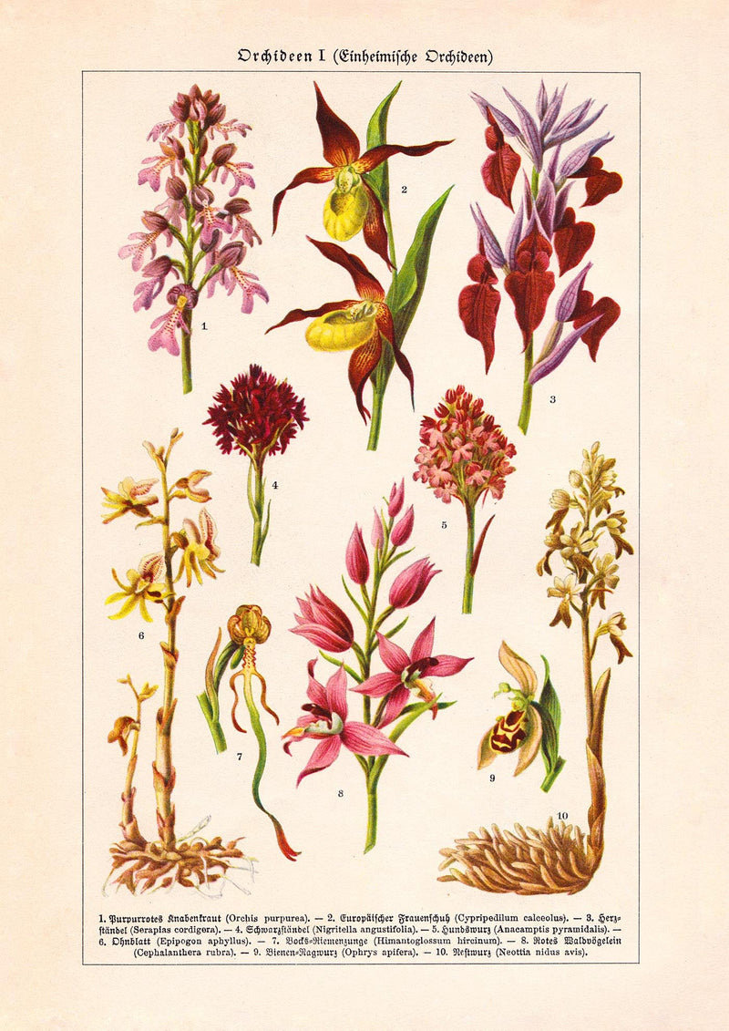 Orchideen Poster – Botanisches Kunstwerk in Rosa — Ansicht 3