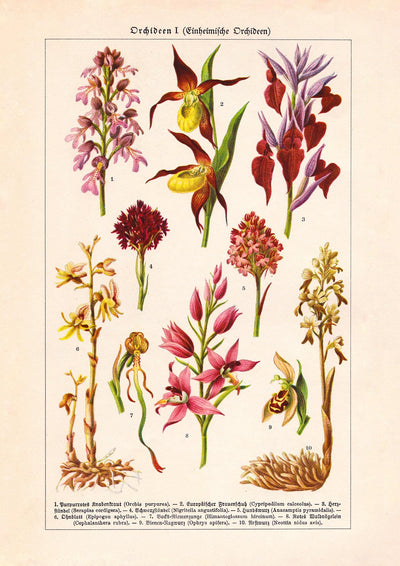 Orchideen Poster – Botanisches Kunstwerk in Rosa