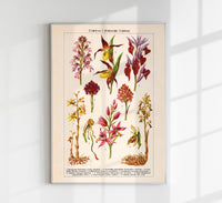 Orchideen Poster – Botanisches Kunstwerk in Rosa — Ansicht 1
