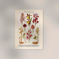 Orchideen Poster – Botanisches Kunstwerk in Rosa — Ansicht 2