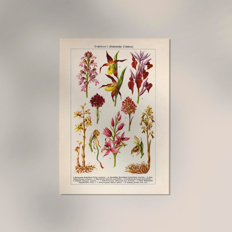 Orchideen Poster – Botanisches Kunstwerk in Rosa — Ansicht 2