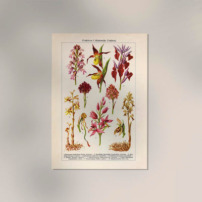 Orchideen Poster – Botanisches Kunstwerk in Rosa
