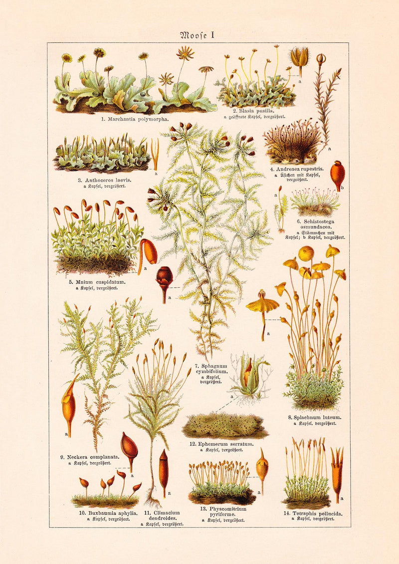Moss Plants Vintage Chart – Fine Art Print UV-beständig | Patroa Studio — Ansicht 3