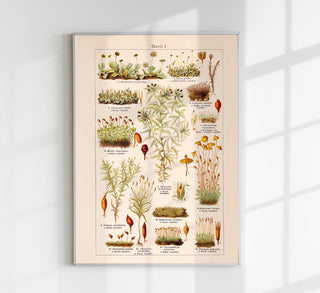 Moss Plants Vintage Chart – Fine Art Print | UV-beständig | Historische Botanik