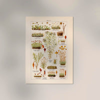 Moss Plants Vintage Chart – Fine Art Print UV-beständig | Patroa Studio — Ansicht 2