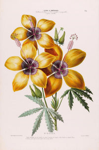Hibiscus Botanical Poster – Fine Art Print UV-beständig Atelierdruck Berlin — Ansicht 3