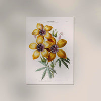 Hibiscus Botanical Poster – Fine Art Print UV-beständig Atelierdruck Berlin — Ansicht 2