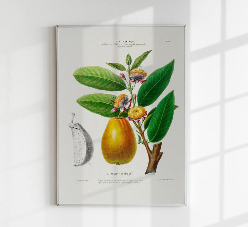 Cayenne Botanical Poster – Botanischer Druck Fine Art Papier oder Canvas — Patroa Studio