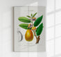 Cayenne Botanical Poster – Botanischer Druck Fine Art Papier oder Canvas