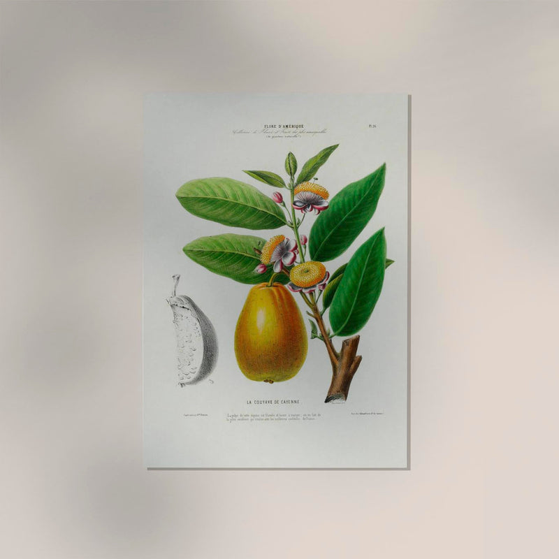 Cayenne Botanical Poster – Botanischer Druck Fine Art Papier oder Canvas — Ansicht 2