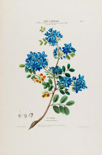 Le Gayac – Botanical Poster | Art Print | Historical Tree Illustration — Ansicht 3