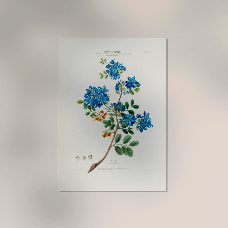 Le Gayac – Botanical Poster | Art Print | Historical Tree Illustration — Ansicht 2
