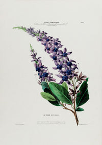 La Fleur De St Jean Botanical Poster – Handmade, Archival, Vibrant Colors — Ansicht 3
