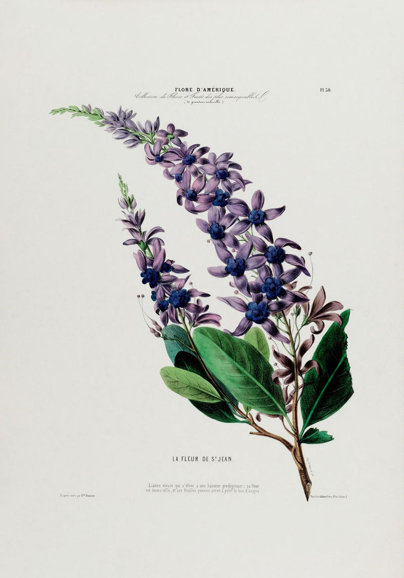 La Fleur De St Jean Botanical Poster – Handmade, Archival, Vibrant Colors — Ansicht 3
