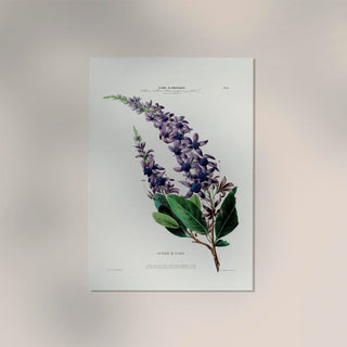 La Fleur De St Jean Botanical Poster | Handgefertigt ☑ Langlebig ☑ Farbintensiv ☑ Nachhaltig | Kunstvolle Wanddekoration