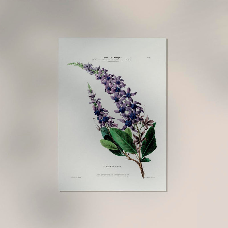 La Fleur De St Jean Botanical Poster – Handmade, Archival, Vibrant Colors — Ansicht 2