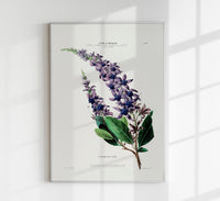 La Fleur De St Jean Botanical Poster – Handmade, Archival, Vibrant Colors — Ansicht 1