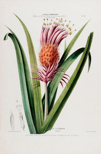 La Tillandria Botanical Poster – Botanical Premium Print Exotic — Ansicht 3