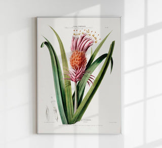 Botanisches Fine-Art-Poster „La Tillandria" mit filigraner Illustration einer luftigen Tillandsia-Pflanze in zarten Grün- und Naturfarben.