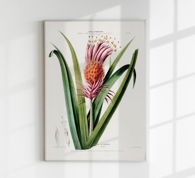 La Tillandria Botanical Poster – Botanical Premium Print Exotic — Patroa Studio