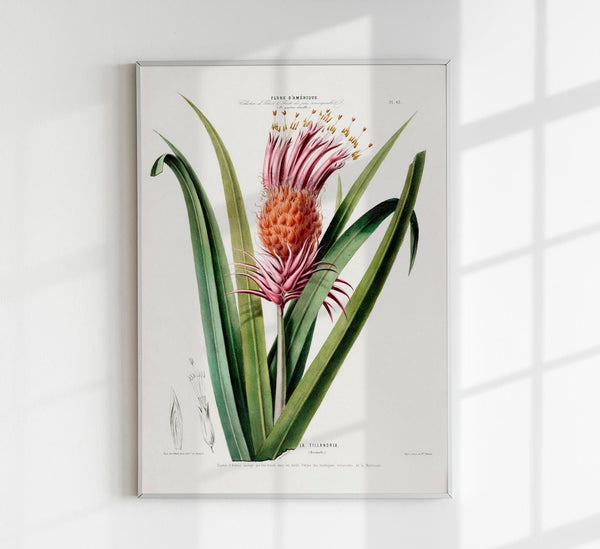 La Tillandria Botanical Poster – Botanisch Premiumdruck Exotisch