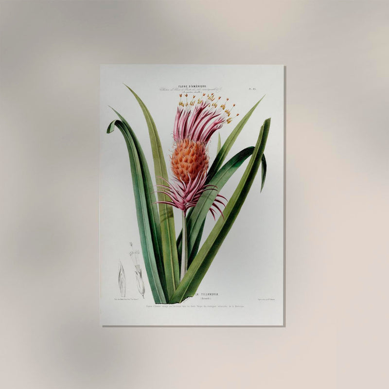 La Tillandria Botanical Poster – Botanical Premium Print Exotic — Ansicht 2