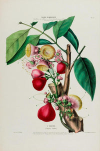 L'Eugenie Botanical Poster – Fine Art Print Historical Fruit Illustration — Ansicht 3