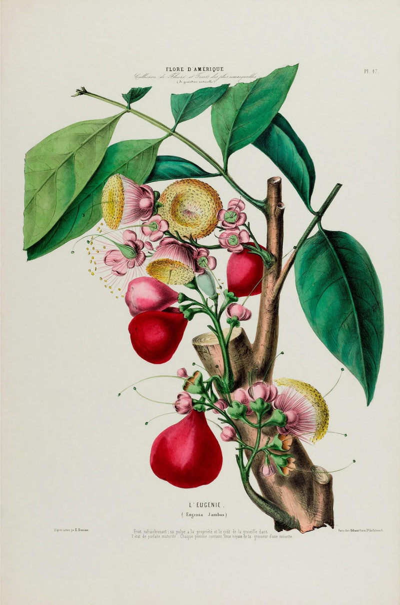 L'Eugenie Botanical Poster – Fine Art Print Historical Fruit Illustration — Ansicht 3