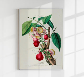 L'Eugenie Botanical Poster als Fine Art Print mit historisch anmutender Fruchtillustration im klassischen Botanical-Stil, ideal für stilvolle Küchen- und Wohnraumgestaltung.
