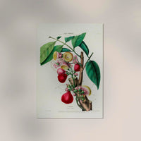 L'Eugenie Botanical Poster – Fine Art Print Historical Fruit Illustration — Ansicht 2