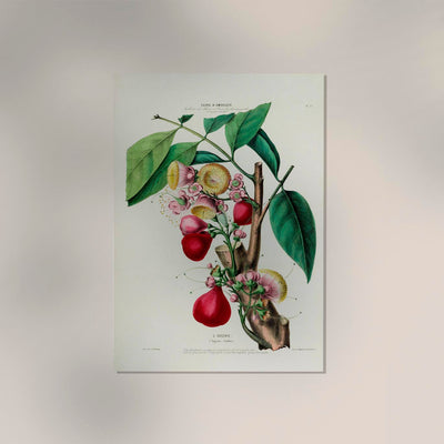 L'Eugenie Botanical Poster – Fine Art Print Historische Fruchtillustration