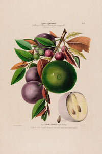 Soursop Botanical Poster – Fine Art Print Exotic Fruit Illustration — Ansicht 3