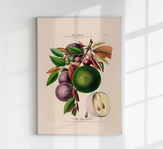 La Pomme Caymite Botanical Poster als Fine Art Print mit exotischer Fruchtillustration und klassischem Botanical-Design, ideal für stilvolle Küchen- und Wohnraumgestaltung.
