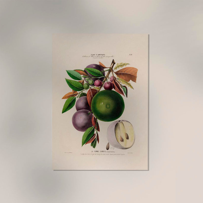 Soursop Botanical Poster – Fine Art Print Exotic Fruit Illustration — Ansicht 2