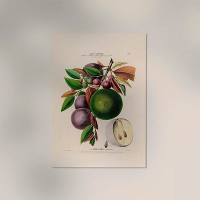 La Pomme Caymite Botanical Poster – Fine Art Print Exotische Fruchtillustration