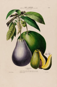 L'Avocatier Botanical Poster – Vintage Fine Art Print Avocado Illustration — Ansicht 3