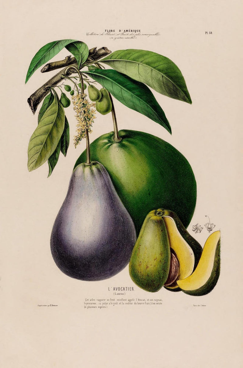 L'Avocatier Botanical Poster – Vintage Fine Art Print Avocado Illustration — Ansicht 3