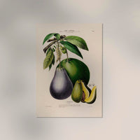 L'Avocatier Botanical Poster – Vintage Fine Art Print Avocado Illustration — Ansicht 2