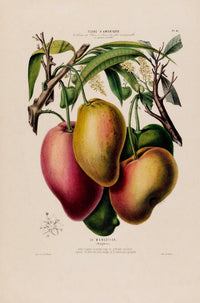 Le Mangotier Botanical Poster – Botanical Premium Print Exotic — Ansicht 3