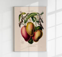 Le Mangotier Botanical Poster – Botanical Premium Print Exotic — Ansicht 1