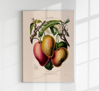 Botanisches Fine-Art-Poster „Le Mangotier" mit detailreicher Illustration des tropischen Mangobaums in natürlichen Grüntönen und feiner Struktur.