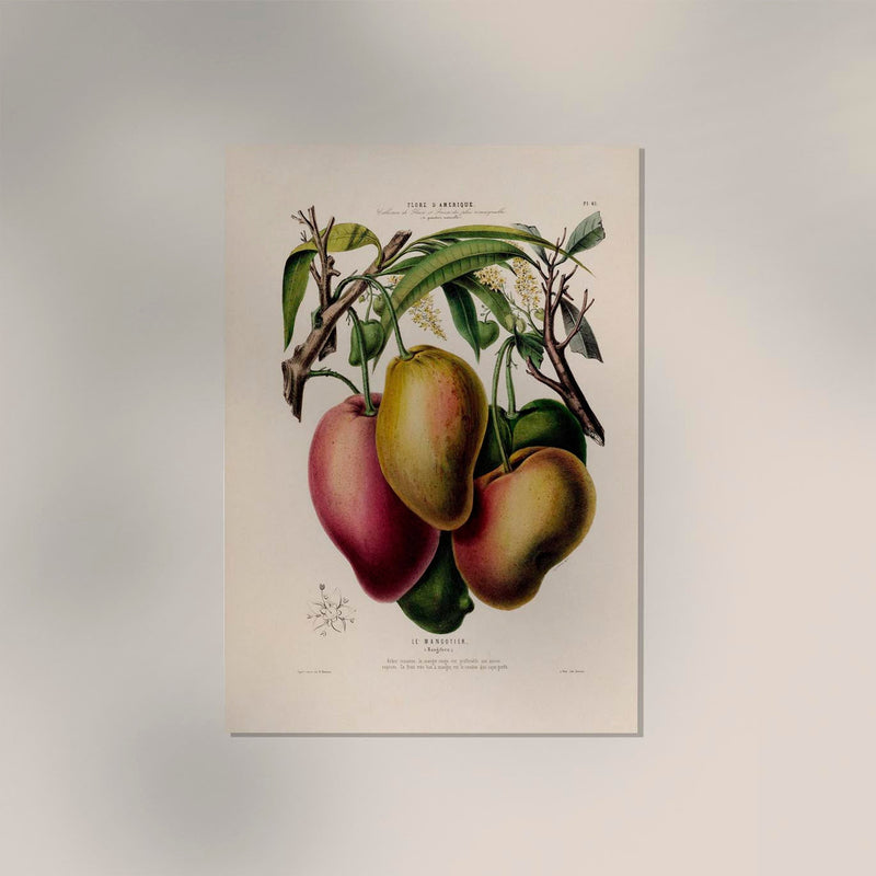 Le Mangotier Botanical Poster – Botanical Premium Print Exotic — Ansicht 2